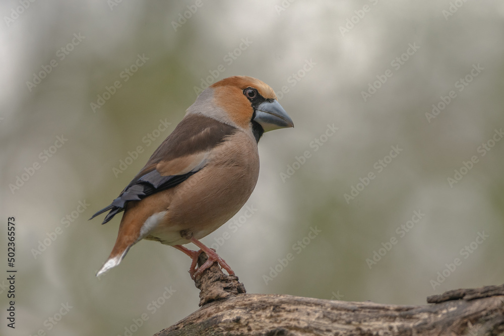 Fototapeta premium Kernbeißer auf Ast sitzend