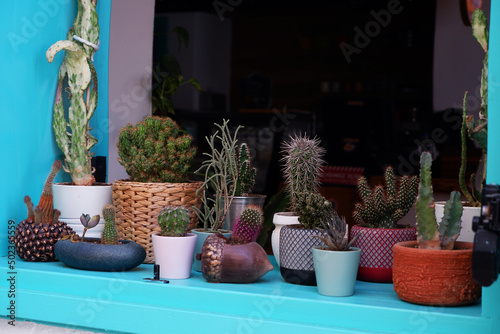 Blooming cacti in front of the window in Croatia.