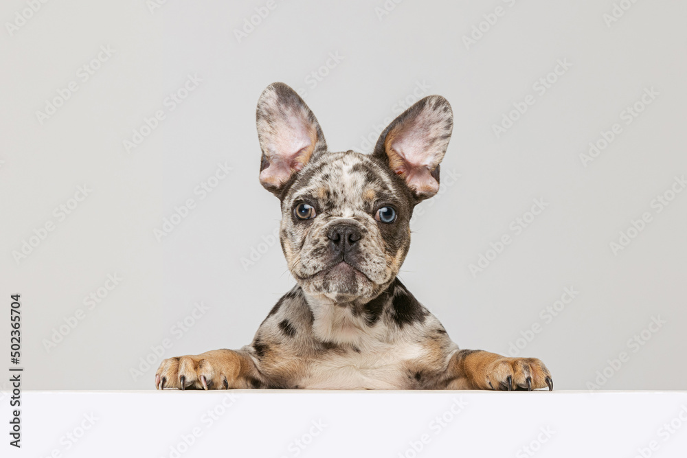 Portrait of beautiful purebreed dog, French bulldog puppy posing, looking at camera isolated over grey studio background