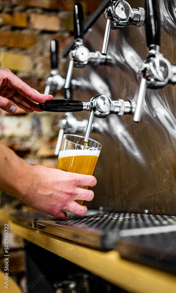 bartender hand at beer tap pouring a draught beer in glass serving in a bar or pub