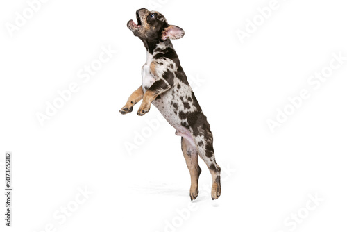 Portrait of cute playful puppy  French Bulldog jumping to catch toy isolated over white studio background