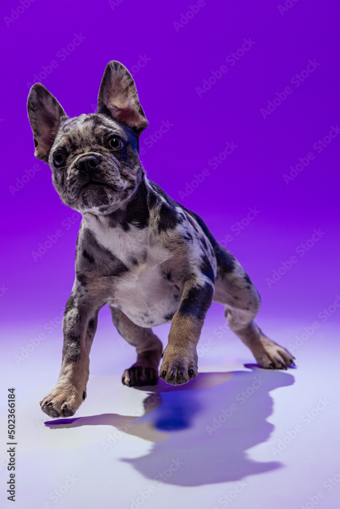 Portrait of cute puppy of French Bulldog calmly posing, attentively looking up isolated on purple studio background in neon light.