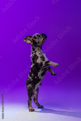 Portrait of beautiful cute dog  puppy of French Bulldog standing on hind legs isolated over purple studio background in neon light.