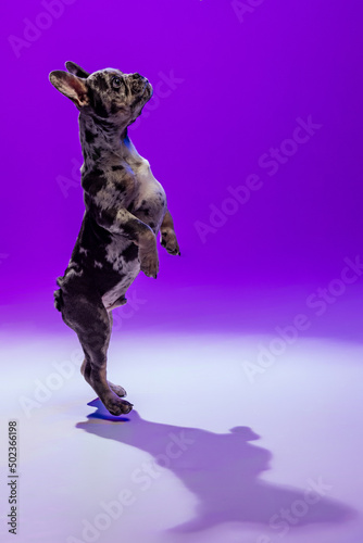 Portrait of cute puppy, dog, French Bulldog standing on hind legs, posing isolated over purple studio background in neon light