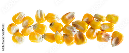 corn grains on a white isolated background