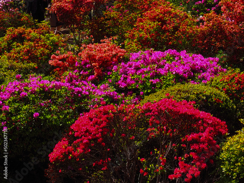 flowers in the garden