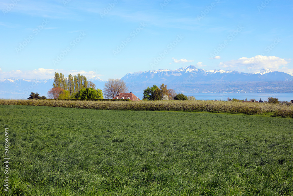 Champs au printemps avec maisons et les Alpes Champs au printemps avec maisons et les Alpes