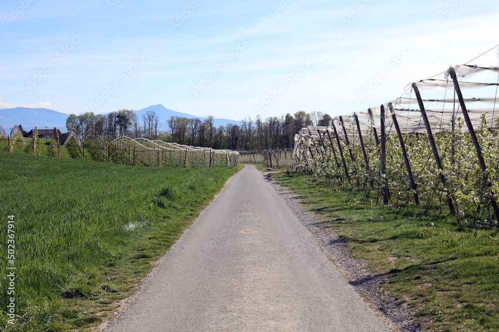Route de campagne au printemps à Etoy en Suisse