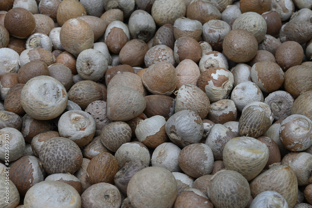 Side view of peeled Areca nuts or betel nuts