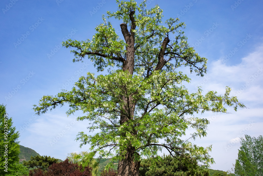 Fototapeta premium tree pattern 