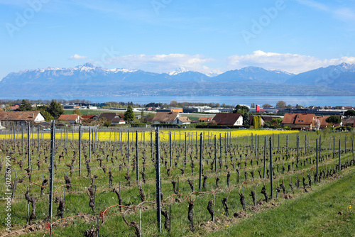 Vignes et maisons d'Etoy au printemps