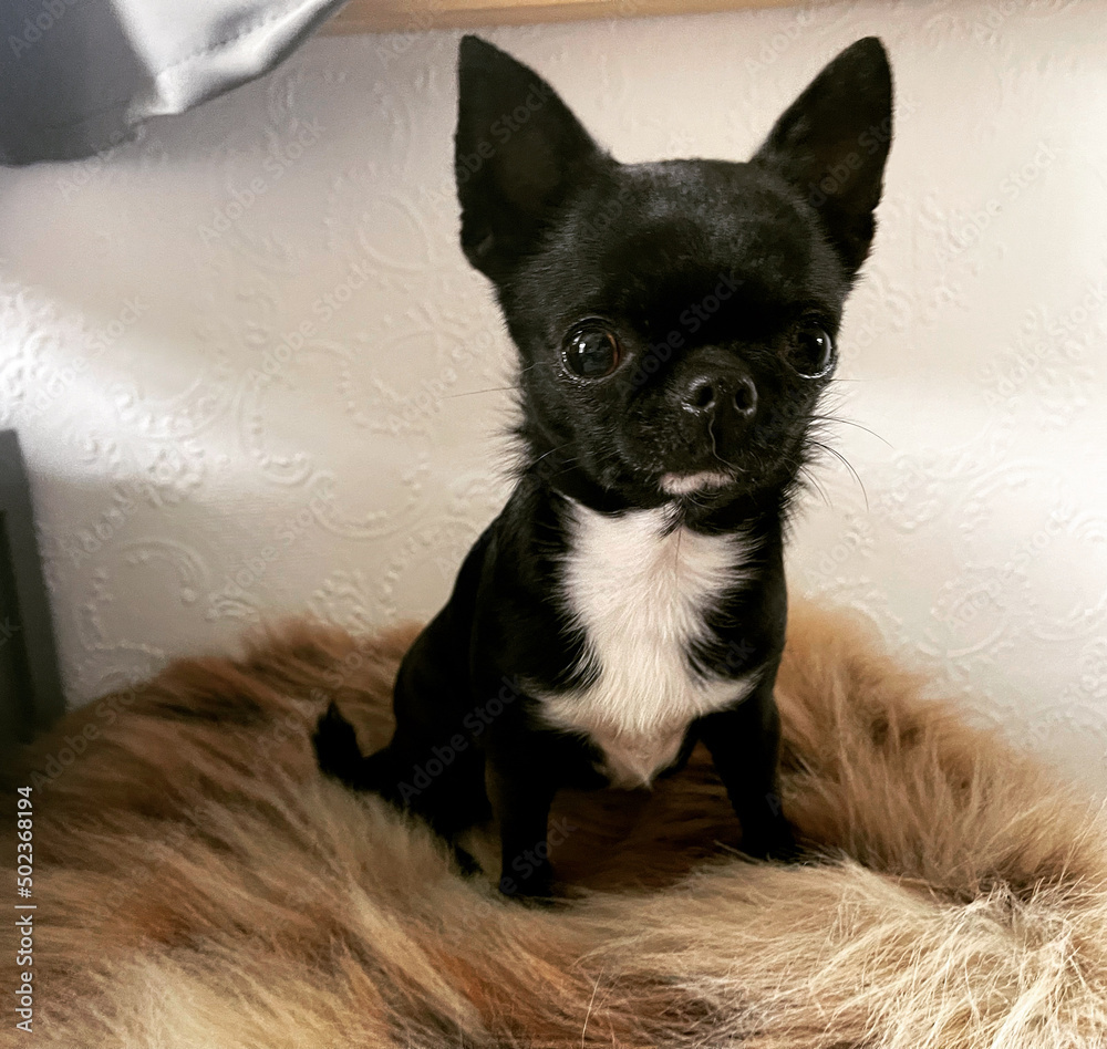 Chihuahua schwarz weiß auf Kunstfell