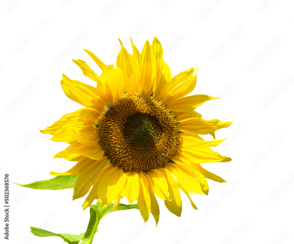 Obraz premium The sunflower flower is isolated on a white background. Agriculture. oil. Seeds.