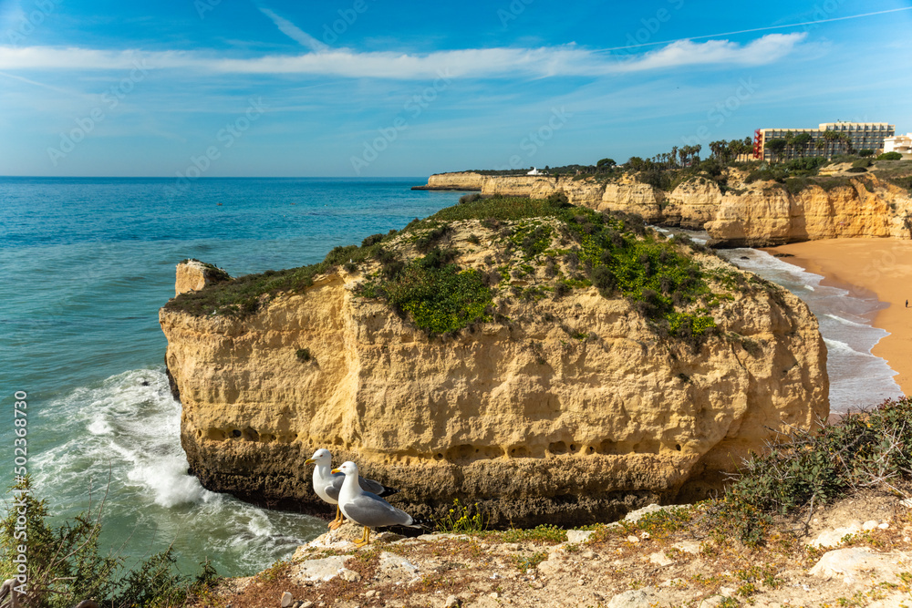 Natural caves beach and seagull. Algarve coast, Portugal