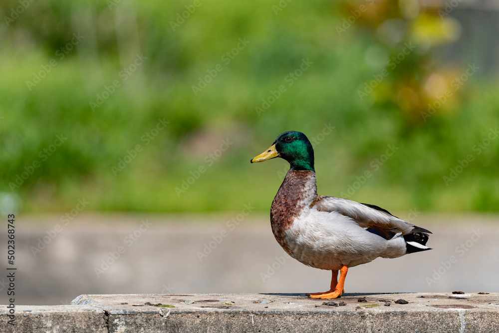 Male mallard duck with a shallow depth of field and copy space - obrazy, fototapety, plakaty 