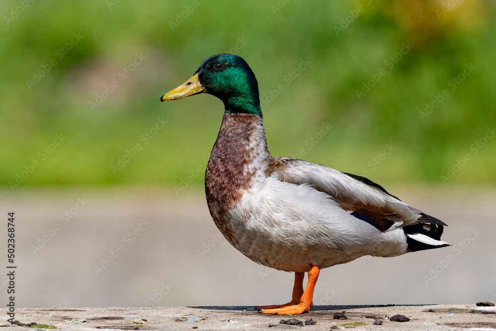 Male mallard duck with a shallow depth of field and copy space Male mallard duck with a shallow depth of field and copy space