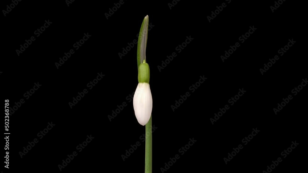 snowdrop flowering time lapse snowdrop flowering time lapse