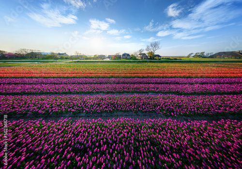 Wallpaper Mural Panoramic aerial view of a colourful tulips field, The Netherlands. Torontodigital.ca
