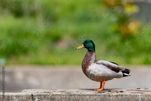 Obraz na plátně Male mallard duck with a shallow depth of field and copy space