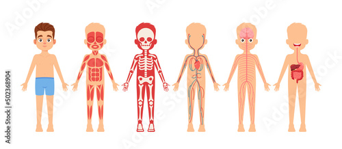 Human Body Organ Systems Educational Anatomy Physiology for Children. Boy With Anatomy Skeleton, Nervous, Circulatory