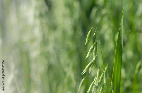 green shoots. oat. harvest. healthy eating. Selective focus. Copy space