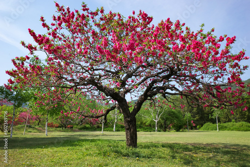 single red flower tree in sping