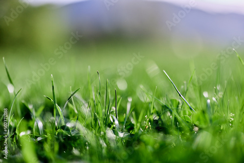 Spring nature with young green grass in close-up