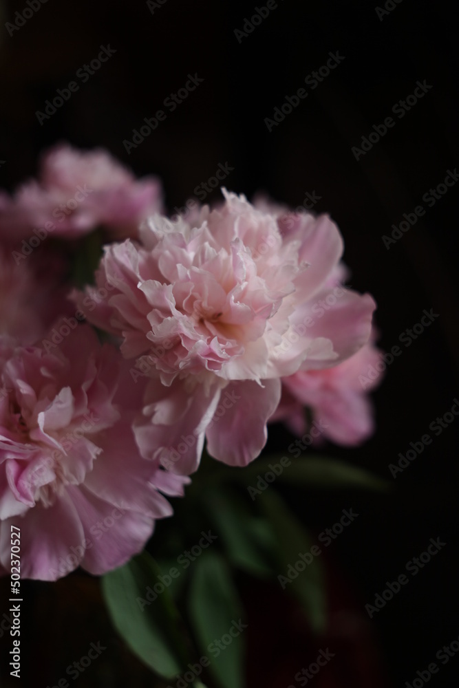 a bunch of peony 