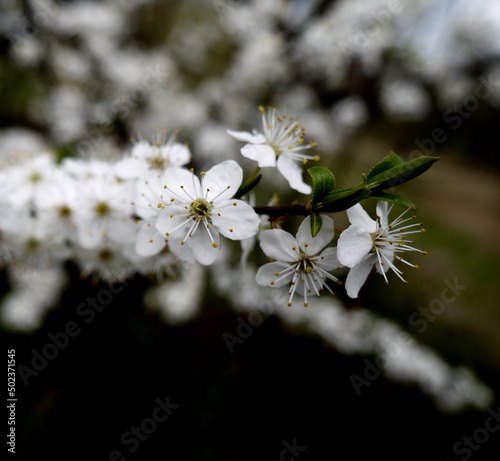 Zbliżenie białych kwiatów śliwki 