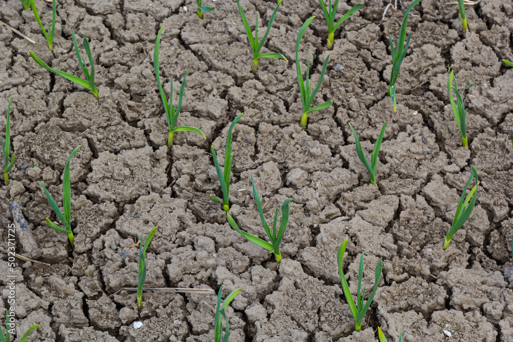 Life in the village. The beds growing garlic. Dry ground Life in the village. The beds growing garlic. Dry ground