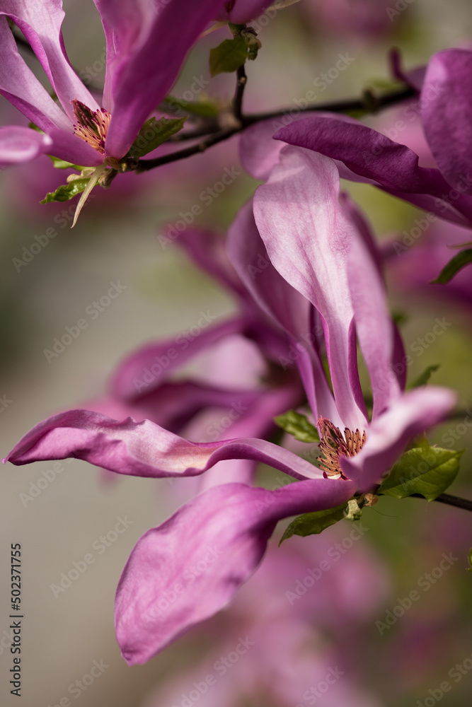 Large pink magnolia flowers on branches close-up Large pink magnolia flowers on branches close-up