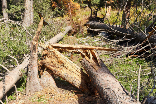 fallen fir trees after storm in forest