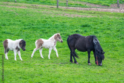 Pony colts in springime