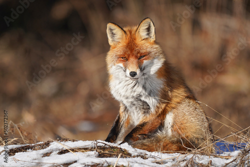 Mammals - Red Fox (Vulpes vulpes), looking for something to eat in deep snow. Winter. © Ivan