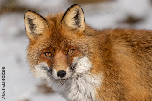 Mammals - Red Fox  Vulpes vulpes   looking for something to eat in deep snow. Winter.