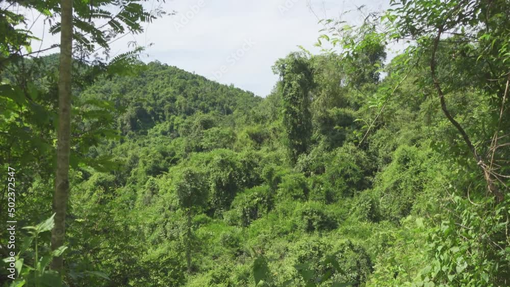 Jungle B-Roll - Dense Jungle Canopy. Slow pan across a dense jungle canopy. Filmed in Kaeng Krachan National Park, Thailand. Jungle B-Roll - Dense Jungle Canopy. Slow pan across a dense jungle canopy. Filmed in Kaeng Krachan National Park, Thailand.