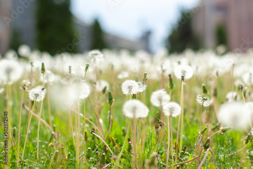 Dandelion field in the city park