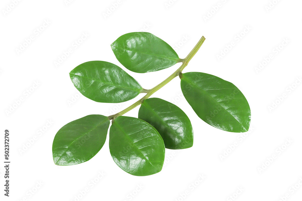 Green leaves on a branGreen leaves on a branch on an isolated white background.ch on an isolated white background. Green leaves on a branGreen leaves on a branch on an isolated white background.ch on an isolated white background.
