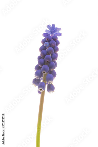 blue hyacinth isolated on white