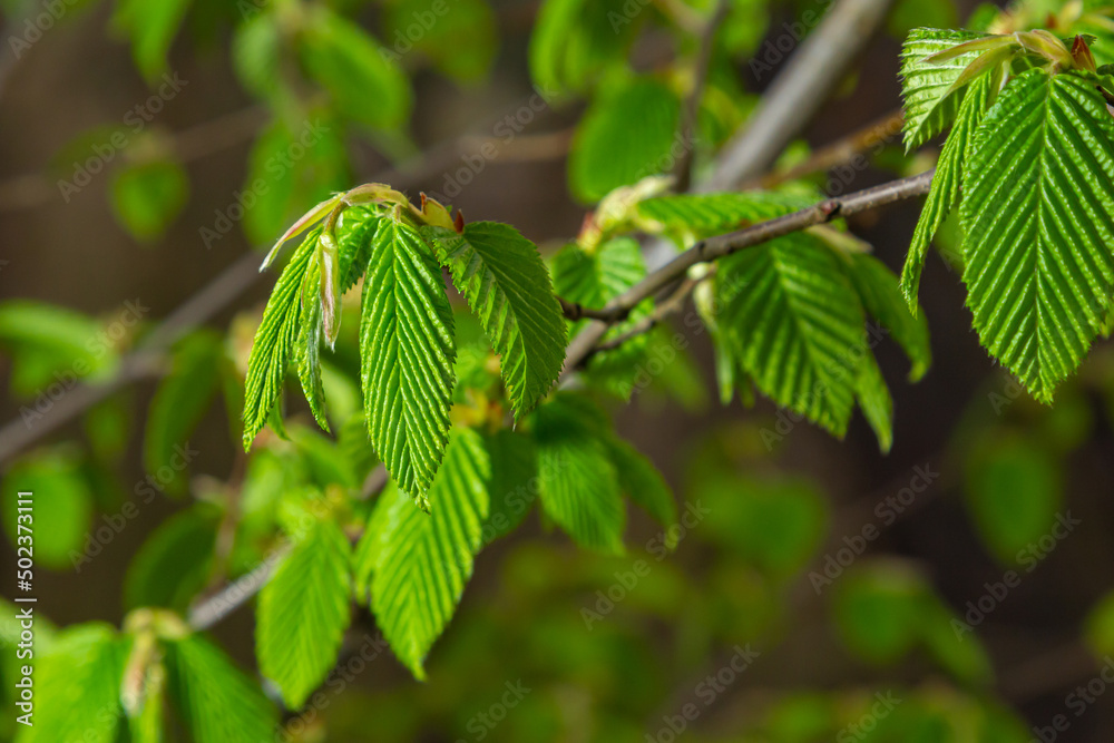 A tree branch with first leaves at spring. Carpinus orientalis. A tree branch with first leaves at spring. Carpinus orientalis.