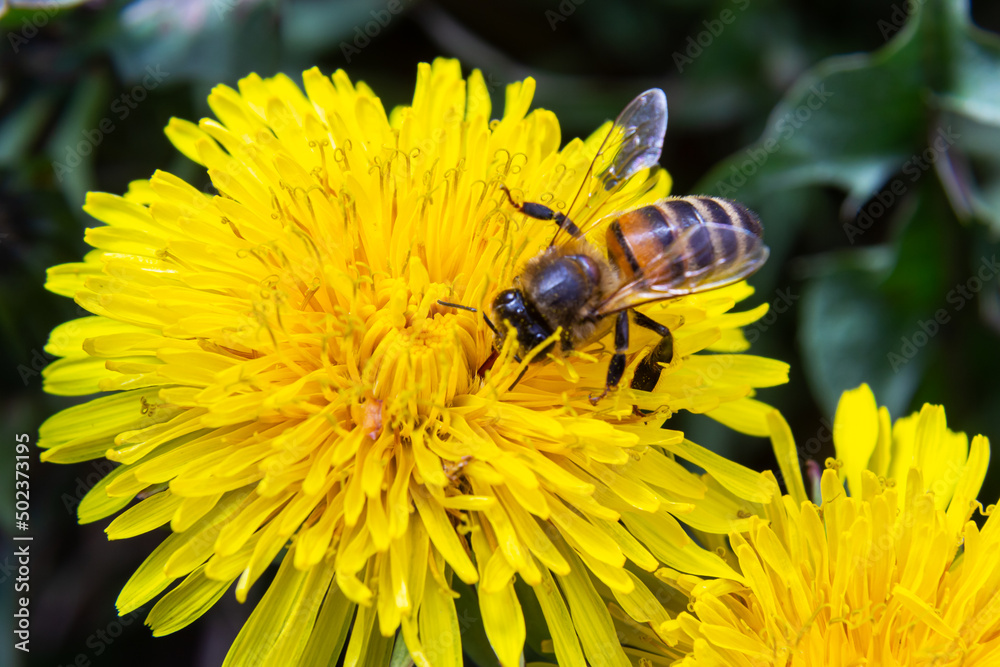 Closeup of the female of the Yellow-legged Mining Bee, Andrena flavipes on a yellow flower of dandelion , Taraxacum officinale - obrazy, fototapety, plakaty 
