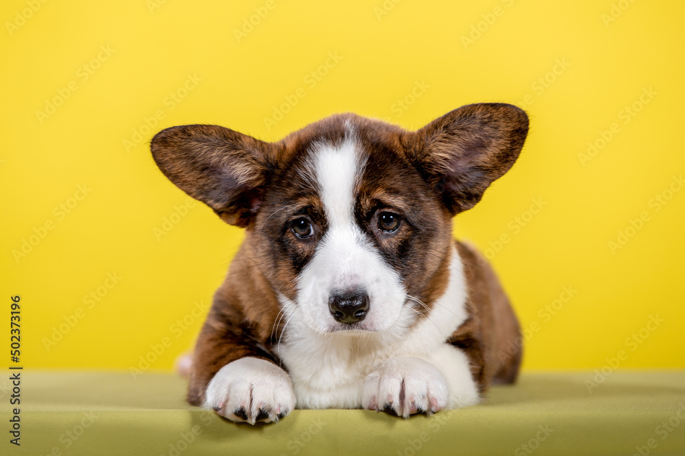 Welsh corgi puppy in studio