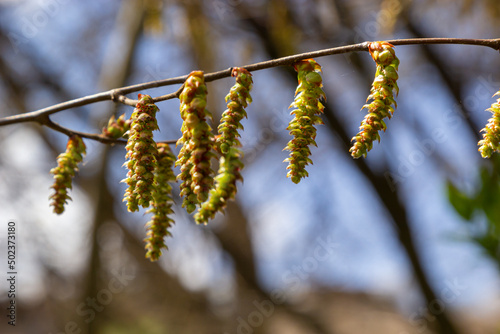 Blooming hornbeam, Carpinus betulus. Inflorescences and young leaves of hornbeam on the background of trunks and branches