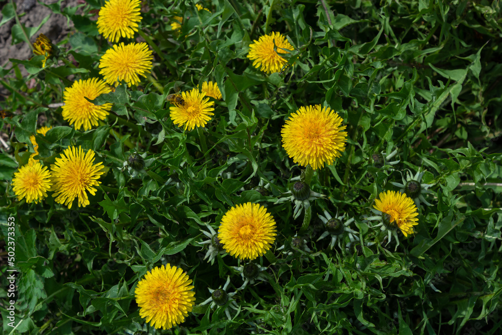 Obraz premium Honey bee on yellow Dandelion flower, Taraxacum yellow flowers nature background