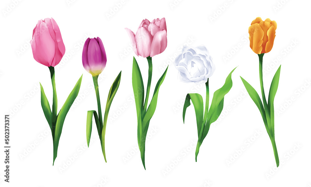Set of tulip flowers paint for festival banner decoration vector illustration Set of tulip flowers paint for festival banner decoration vector illustration