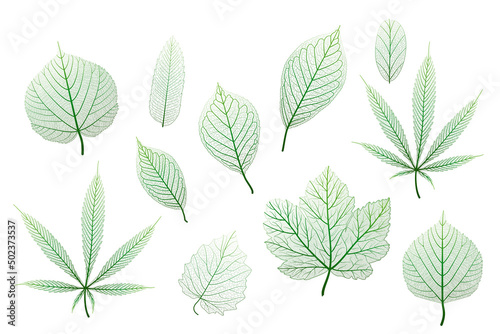 Set, green leaves veins. Vector illustration.