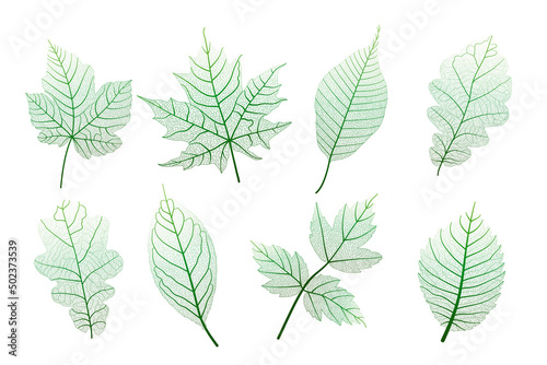 Set, green leaves veins. Vector illustration.