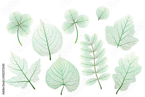 Set  green leaves veins. Vector illustration.