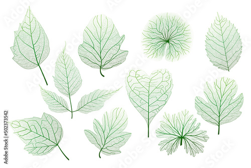 Set, green leaves veins. Vector illustration. © helenagl