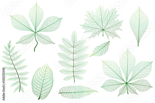 Set, green leaves veins. Vector illustration.